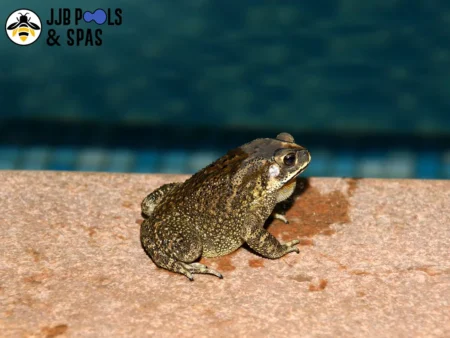 ways to keep frogs out of your pool