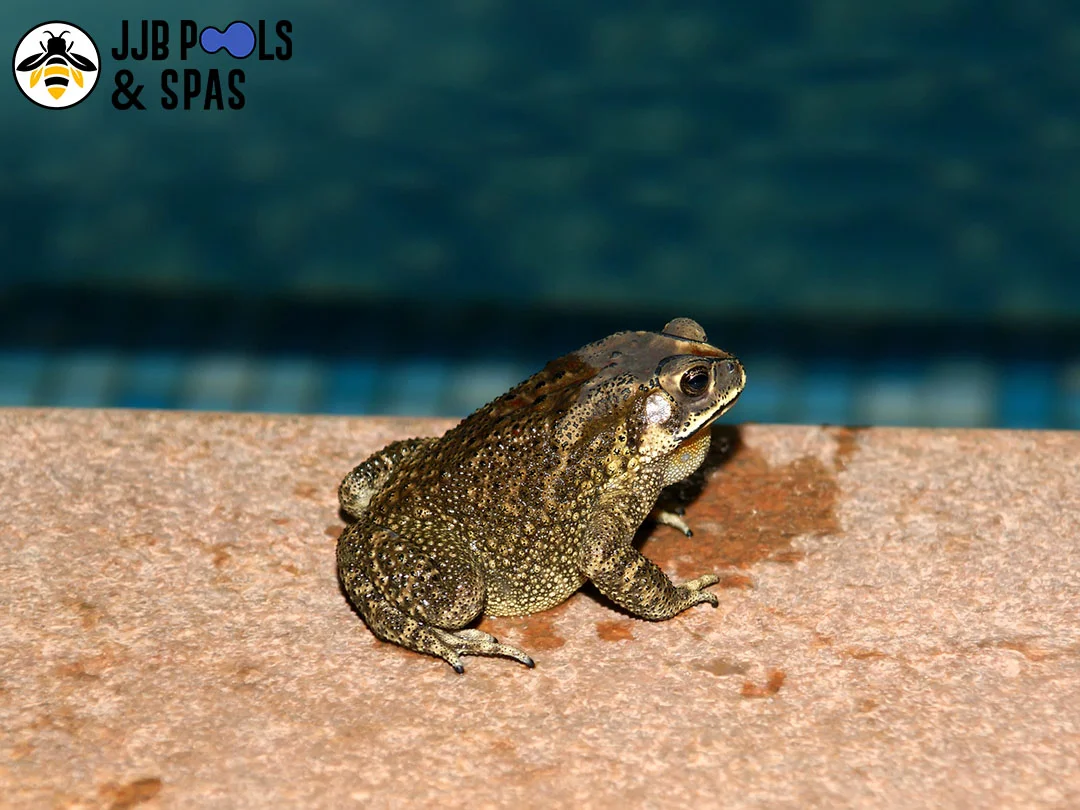 11 Tips To Keep Frogs Out Of Your Swimming Pool