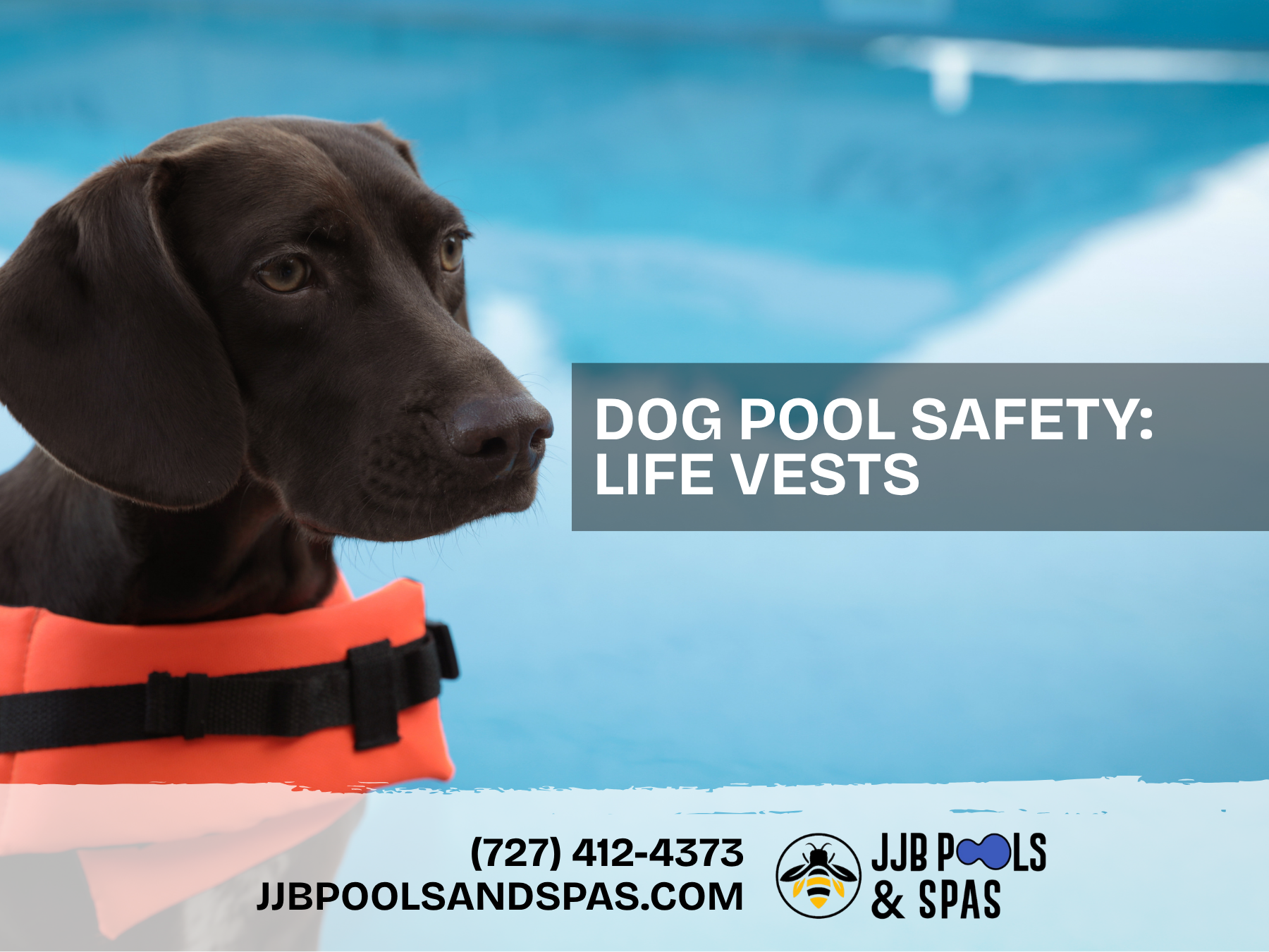 Dog Pool Safety: Why Every Tampa Bay Pool Owner Should Have a Dog Life Vest