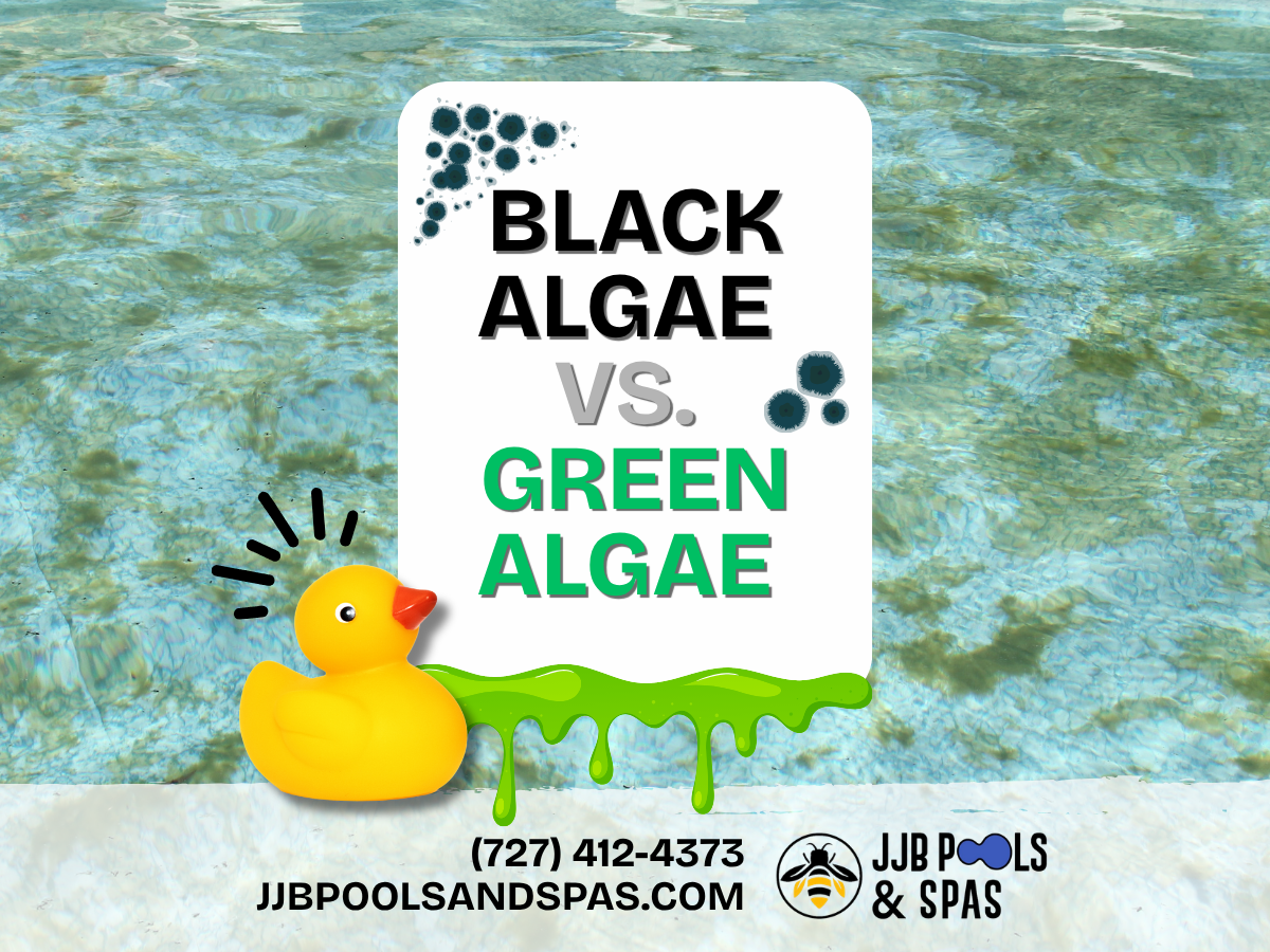 Black Algae vs. Green Algae in Pools: How to Tell the Difference & Remove Both