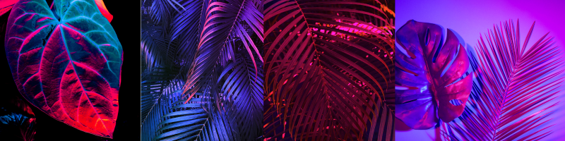 Aim colored outdoor lights toward palm trees and large plants. Add bats or spooky silhouettes to fences and walls. Hide a few skeletons or other Halloween characters among your landscaping.
